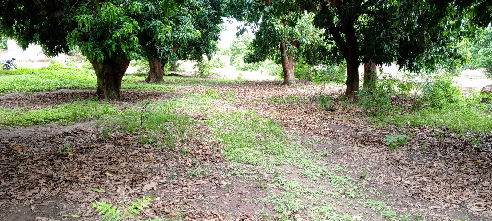 Image de A vendre terrain nue de 300 m2 sise à KOGNIBA - BAGUINEDA - Terrain nue