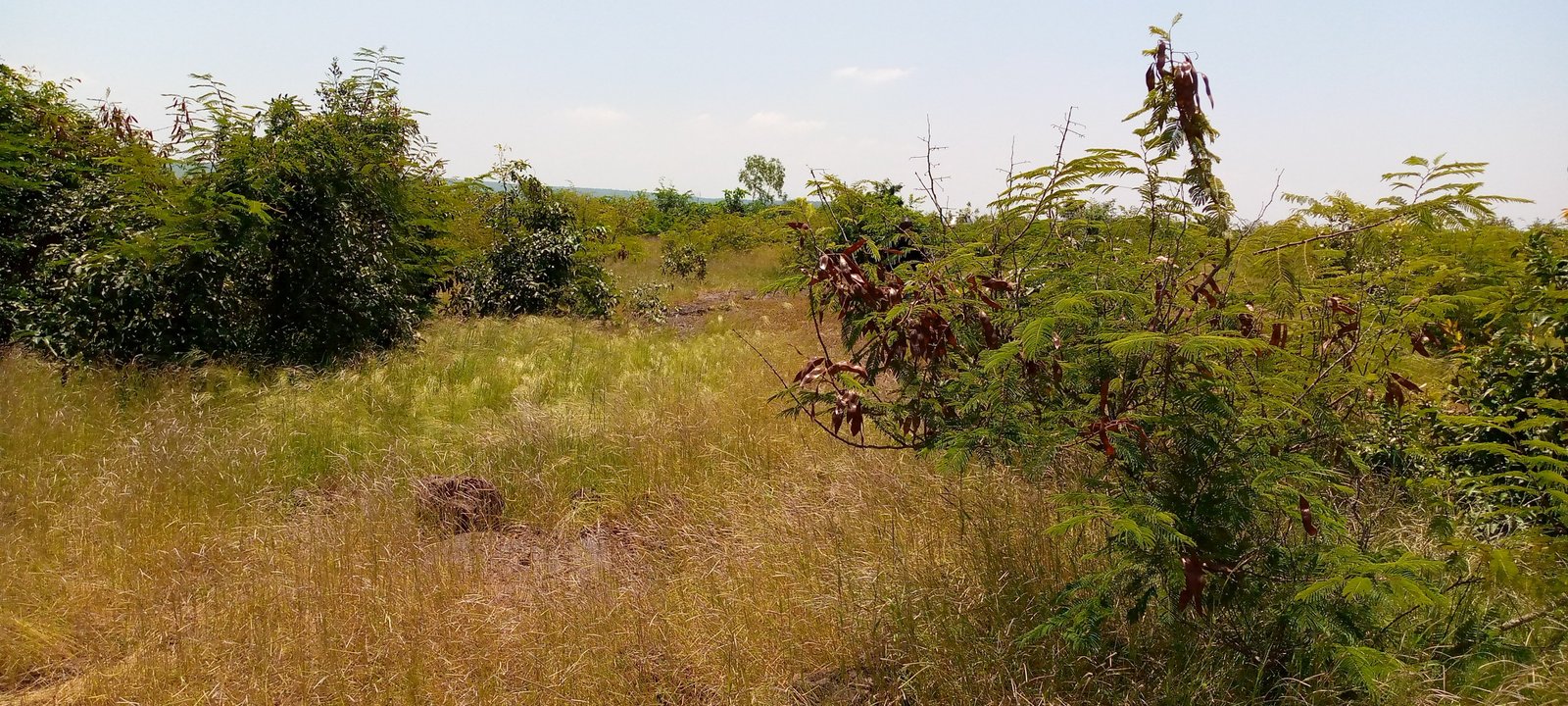 Image de A ventre un terrain nue en Titre foncier de 5000m2 à SAFO - Terrain nue