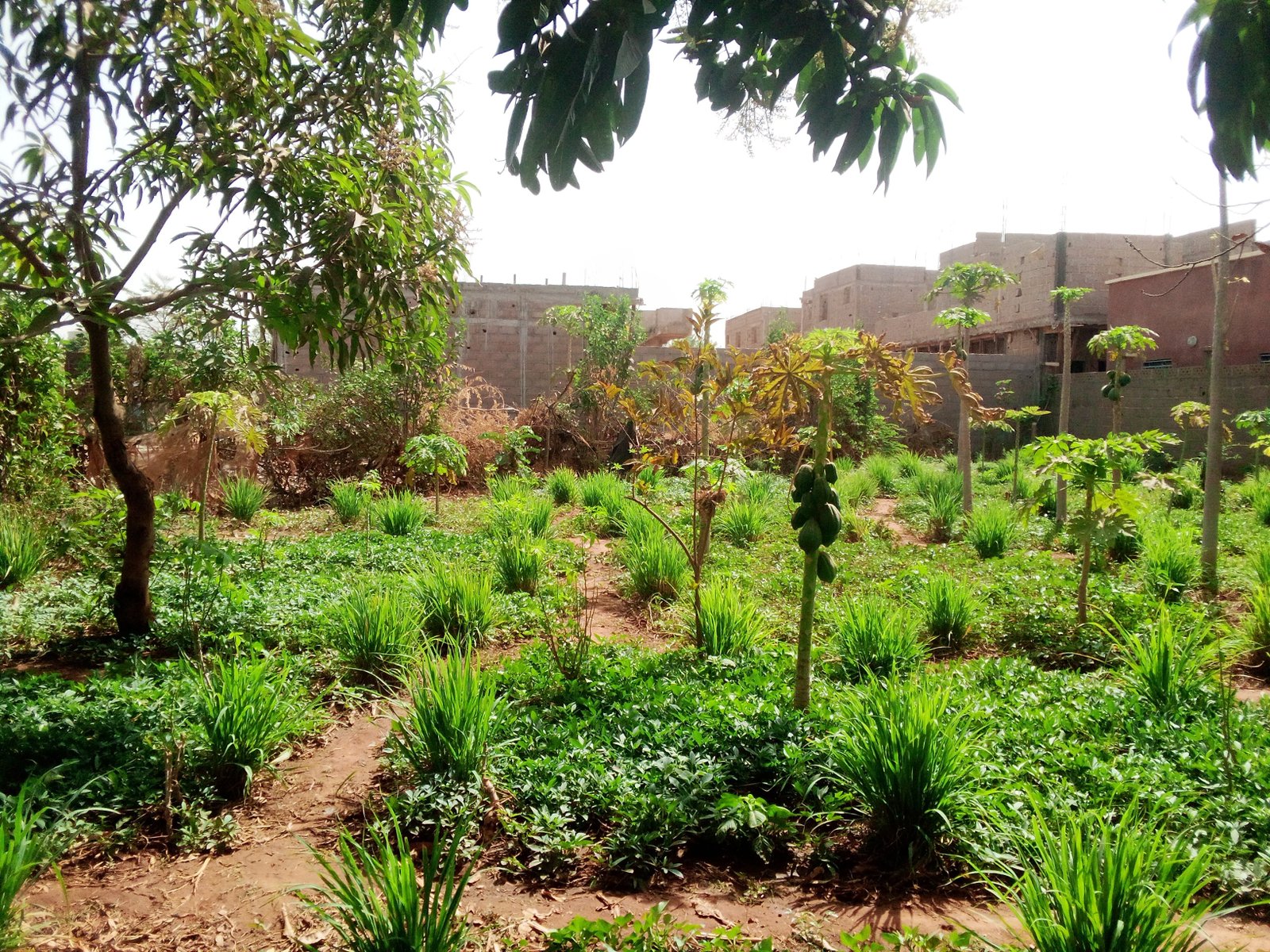 Image de A vendre un terrain nue en Titre foncier de 600 m2 sise à TIEBANI - Terrain nue